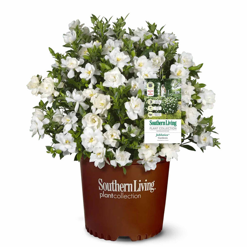 Potted Jubilation Gardenia with white flowers and a Southern Living label on a white background
