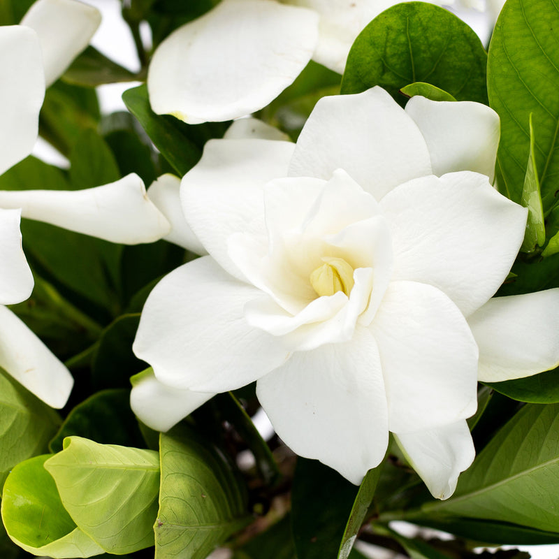 Steady as She Goes® Gardenia Bush