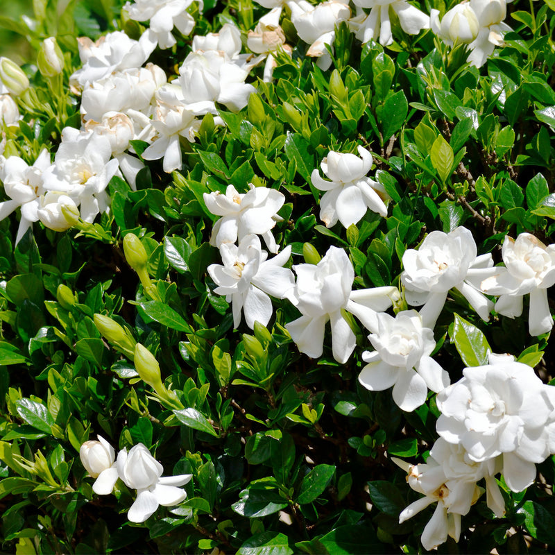 Steady as She Goes® Gardenia Bush