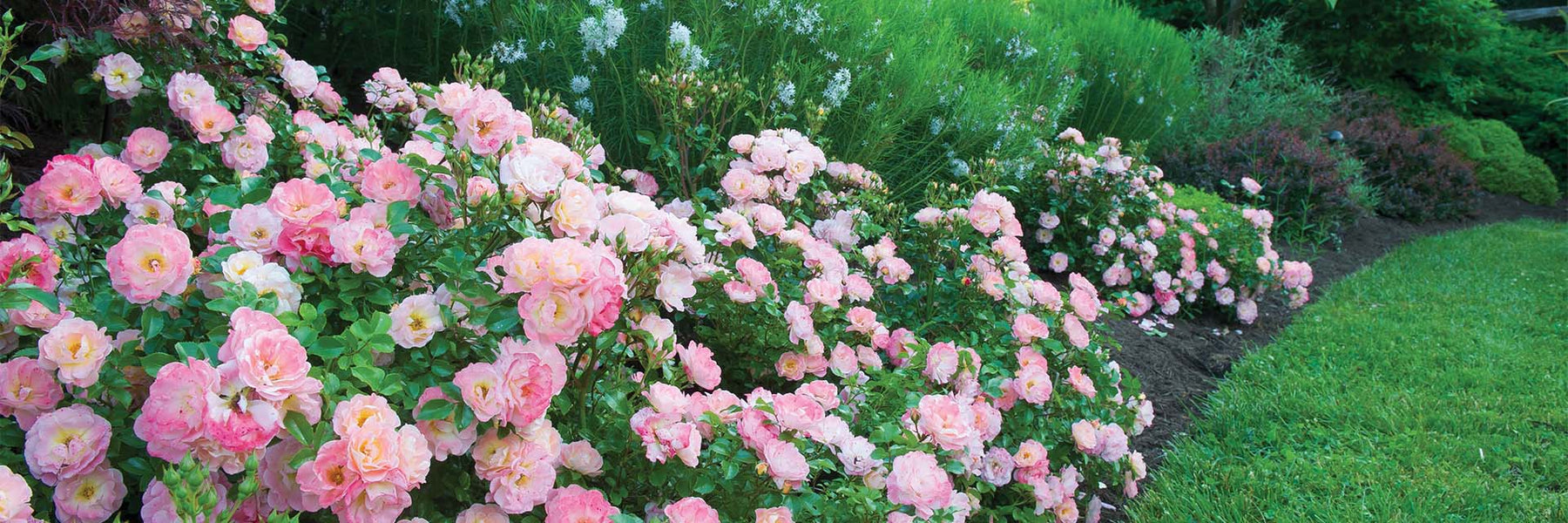 Buy Plants Online: Trees, Shrubs & More | Perfect Plants