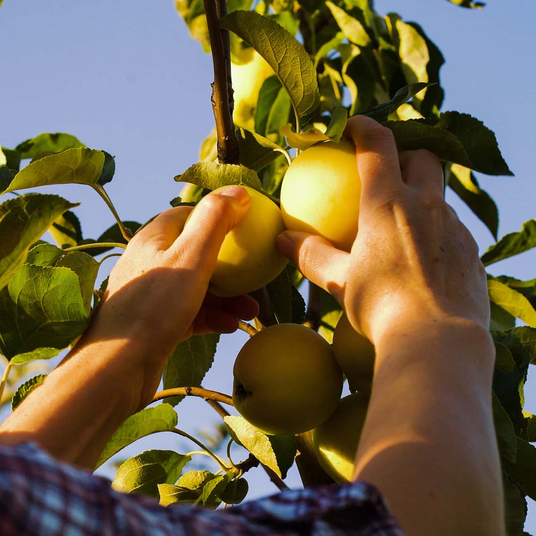 Yellow Delicious Apple Tree