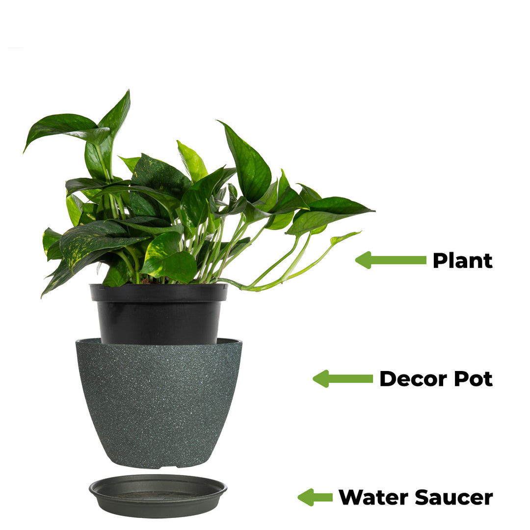pots for golden pothos Golden Pothos - 8 Inch Hanging Basket