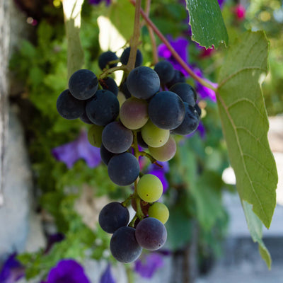 Fredonia Grape Vine