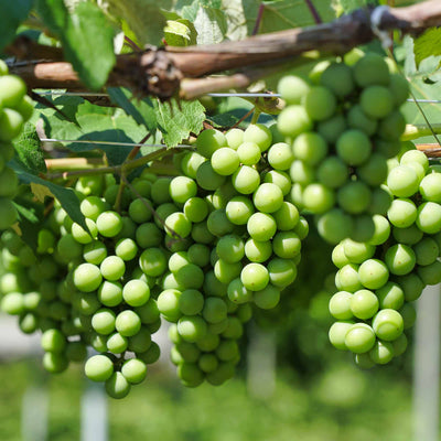 Close-up of a cluster of green Niagara grapes on a vine with leaves.