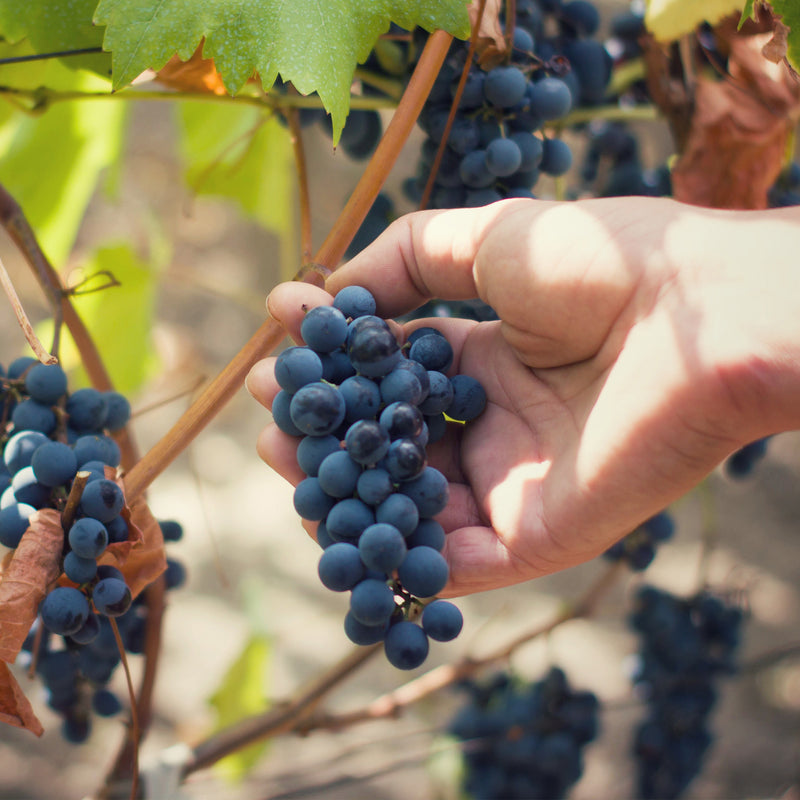 Valiant grape ripening on the vine in backyard home garden