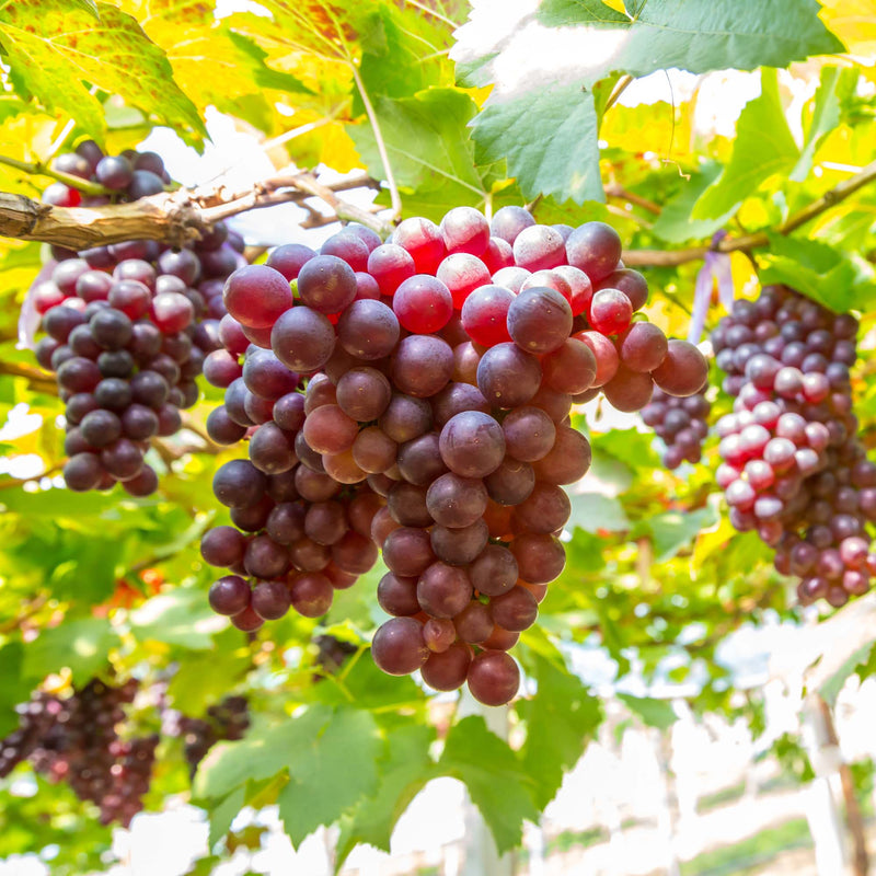 Full grown and ripe red grapes on the vine of Vanessa Grape Vine