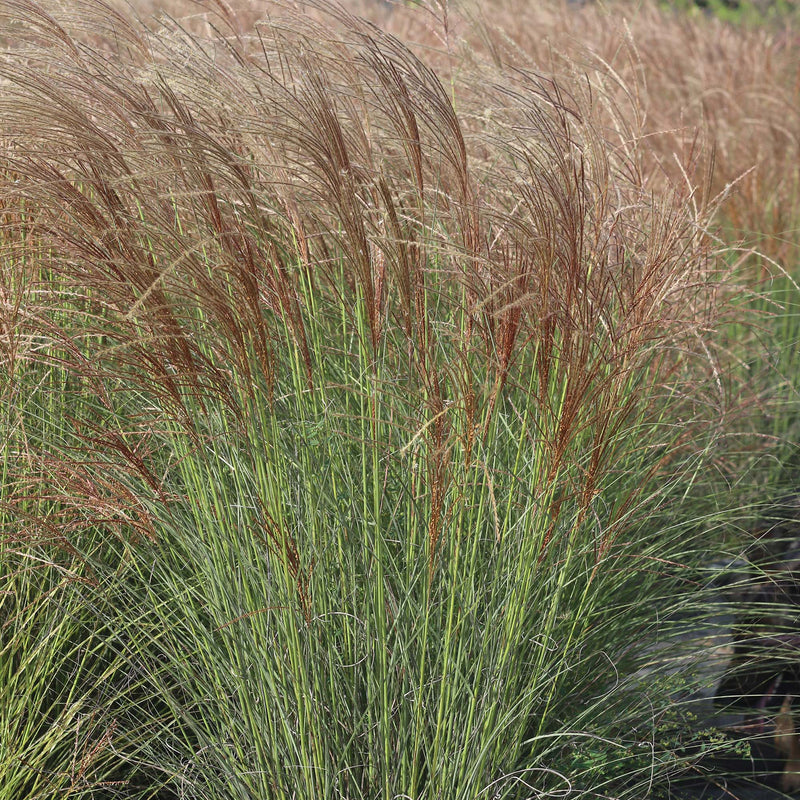 Miscanthus Gracillimus Shrub