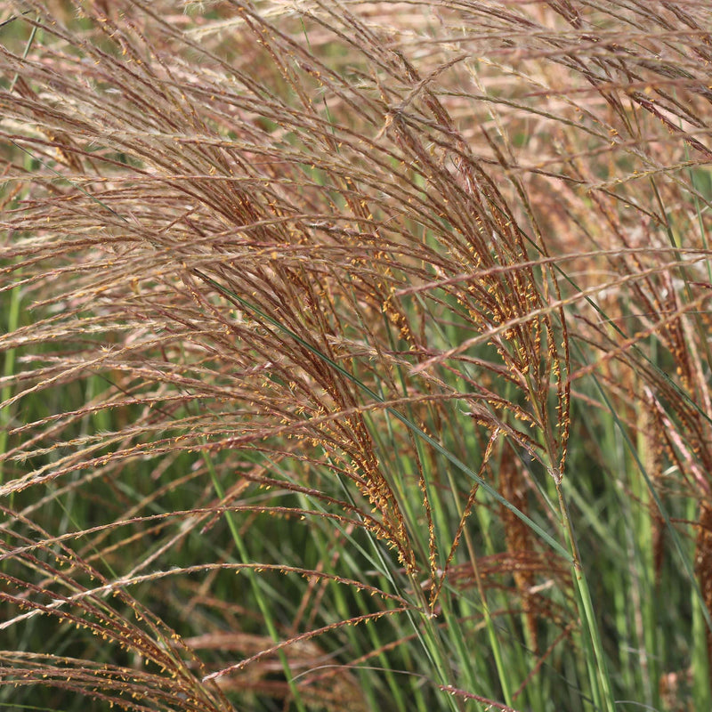 Miscanthus Gracillimus Shrub