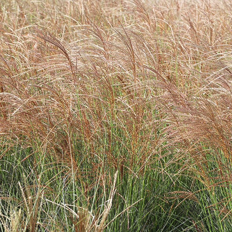 Miscanthus Gracillimus Shrub