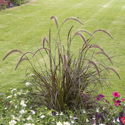 Purple Fountain Grass