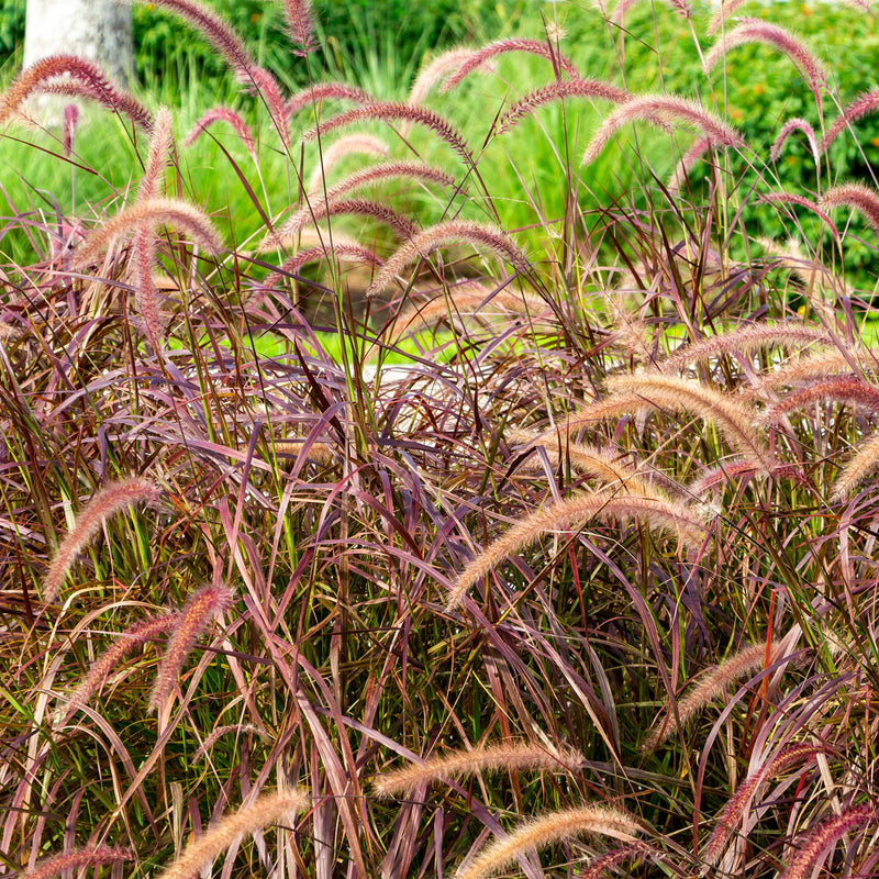 Purple Fountain Grass