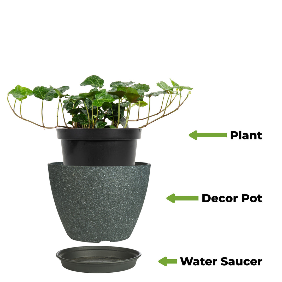 hedera helix watering Hedera Helix English Ivy for Sale | Buy Houseplants Online