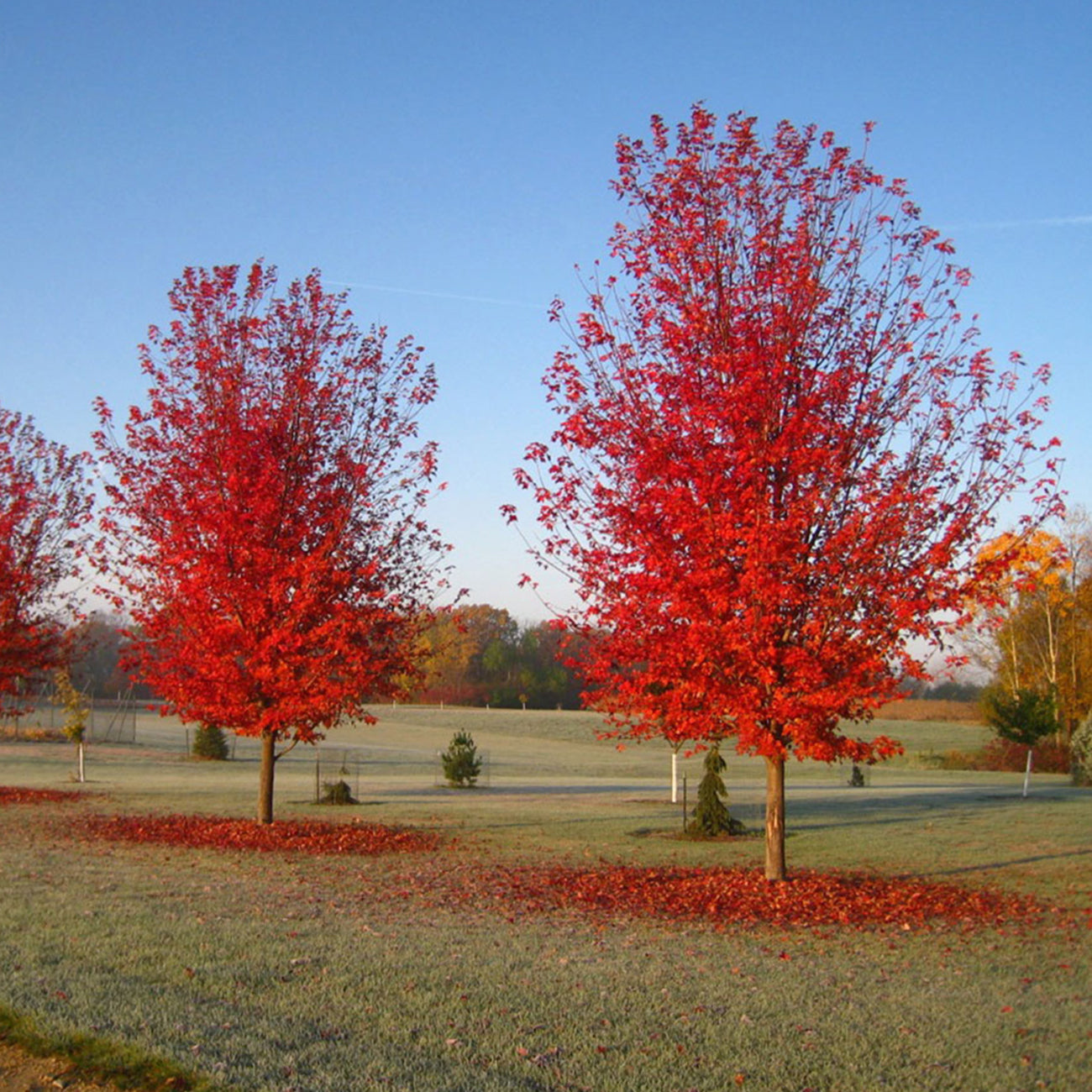 Tree Blaze Autumn Blaze Maple for Sale | Perfect Plants – Perfect Plants Nursery