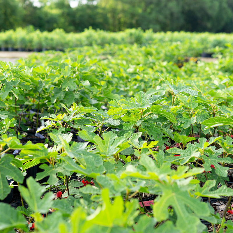 Field of young black mission fig trees at perfect plants nursery with green leaves and a blurred background