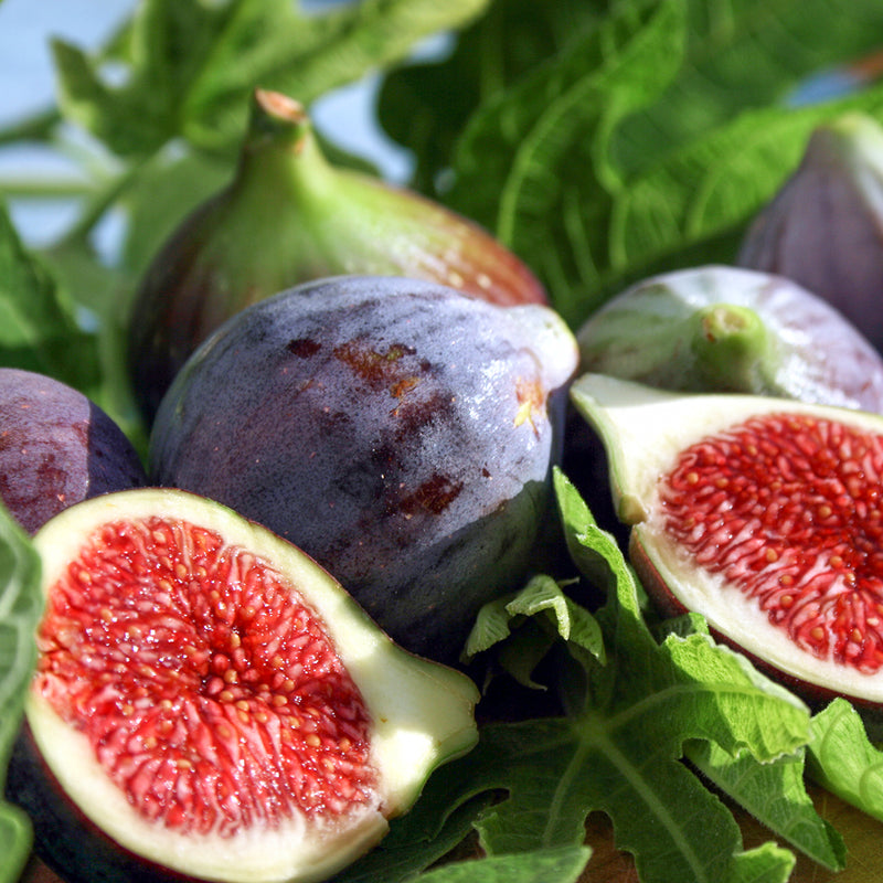 Black Mission figs laying in a bed of fig tree leaves with a fruit halved showing a bright red center