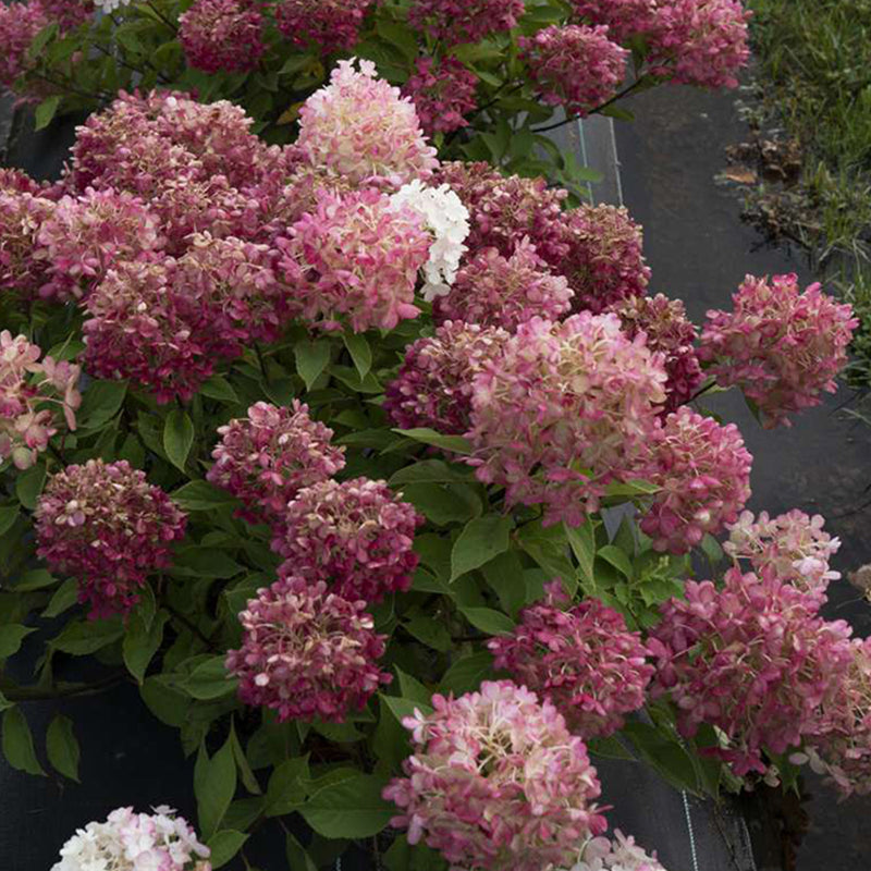 Fire Light® Hydrangea Tree