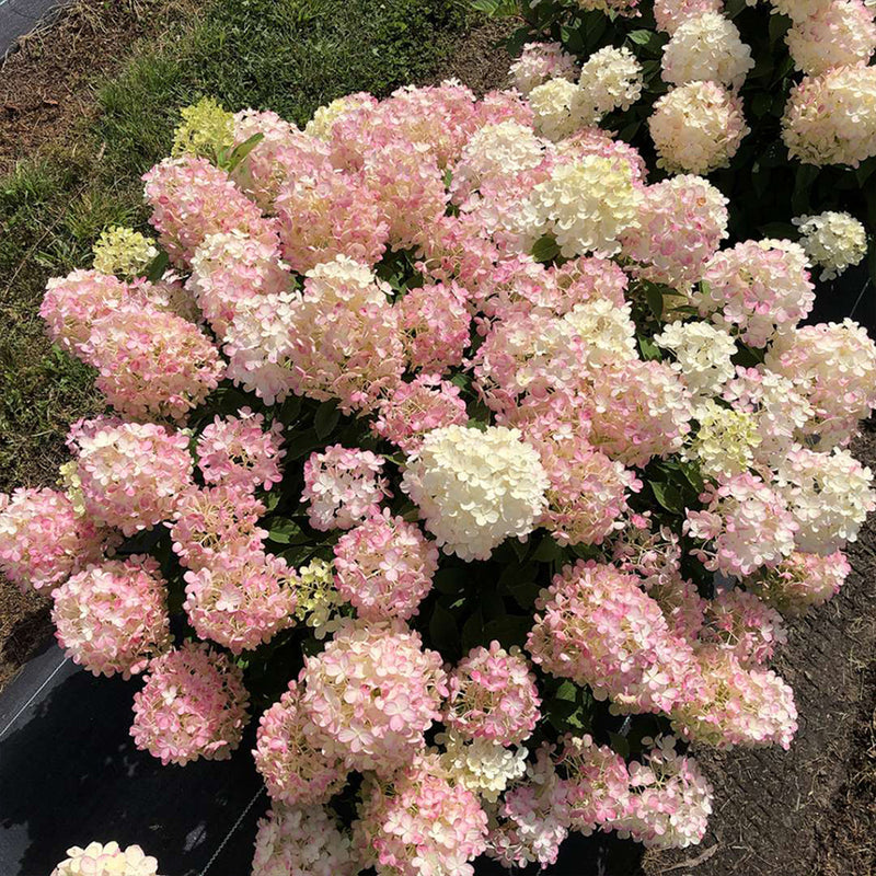 Fire Light® Hydrangea Tree