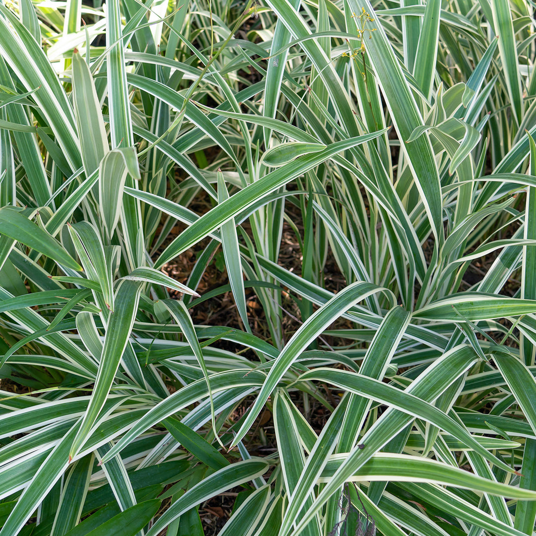 Variegated Flax Lily Shrub - 1 Gallon / Single