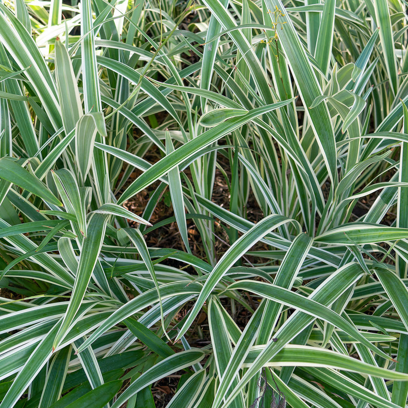 flax lily vs spider plant Variegated Flax Lily Shrub - 1 Gallon / Single