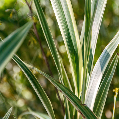 Variegated Flax Lily Shrub