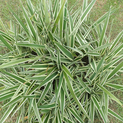 Variegated Flax Lily Shrub