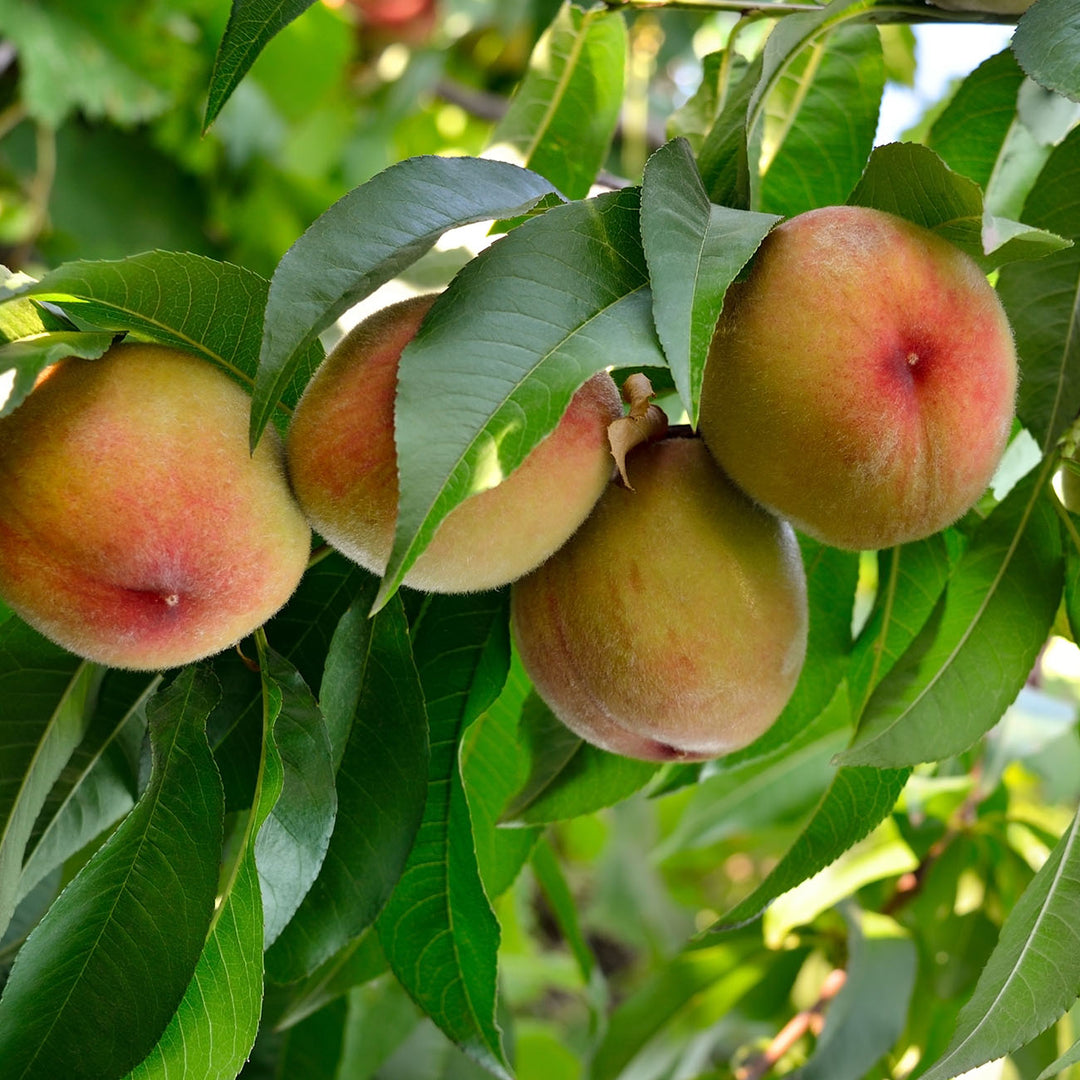 Flordacrest Peach Tree for Sale | Perfect Plants