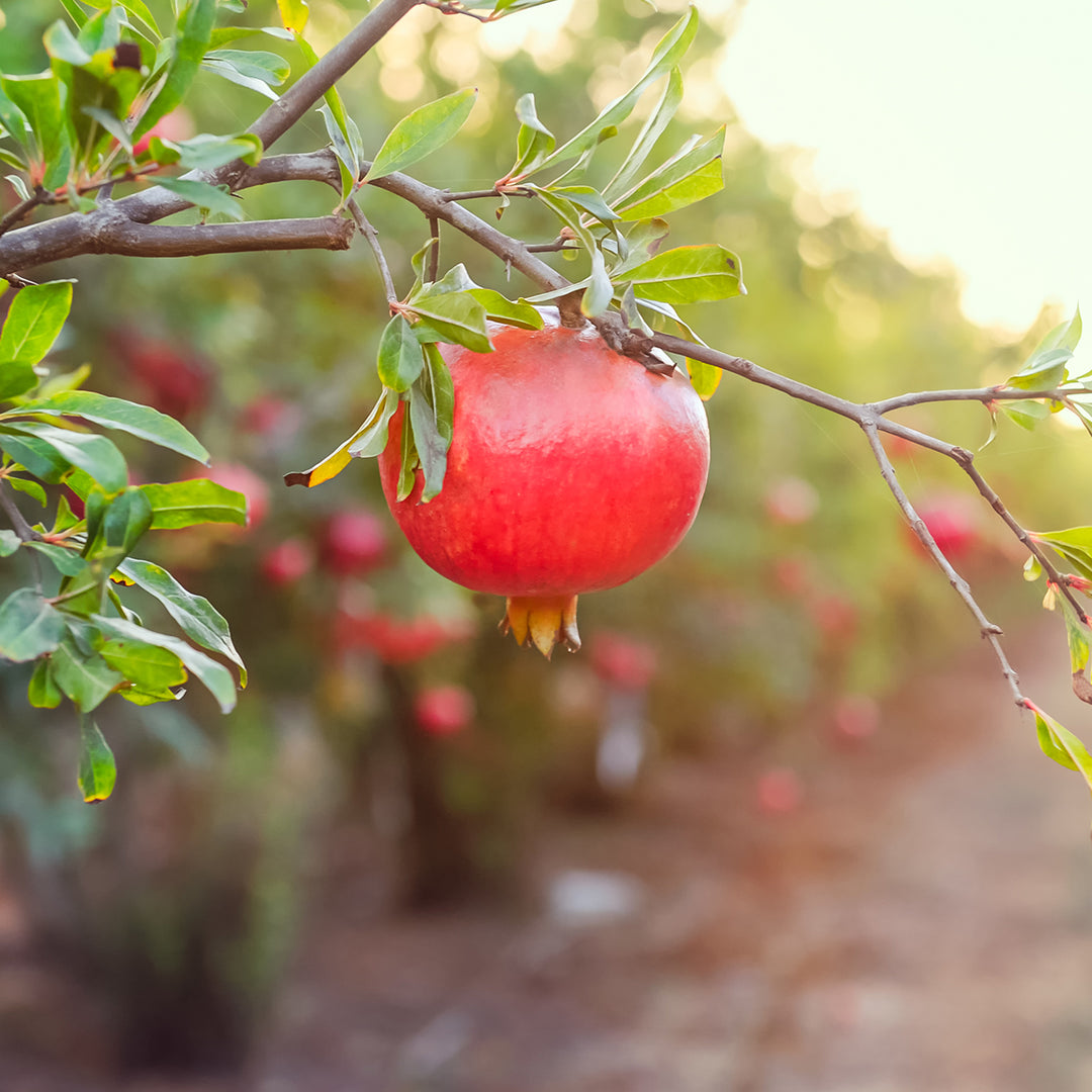 Wonderful Pomegranate Tree - 1 Gallon / 4-Pack
