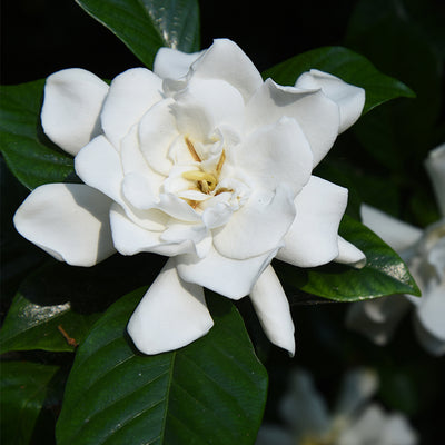 White flower of August Beauty Gardenia