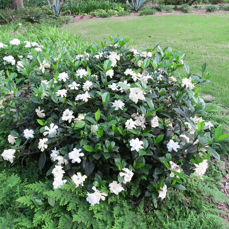 Gardenia August Beauty for sale