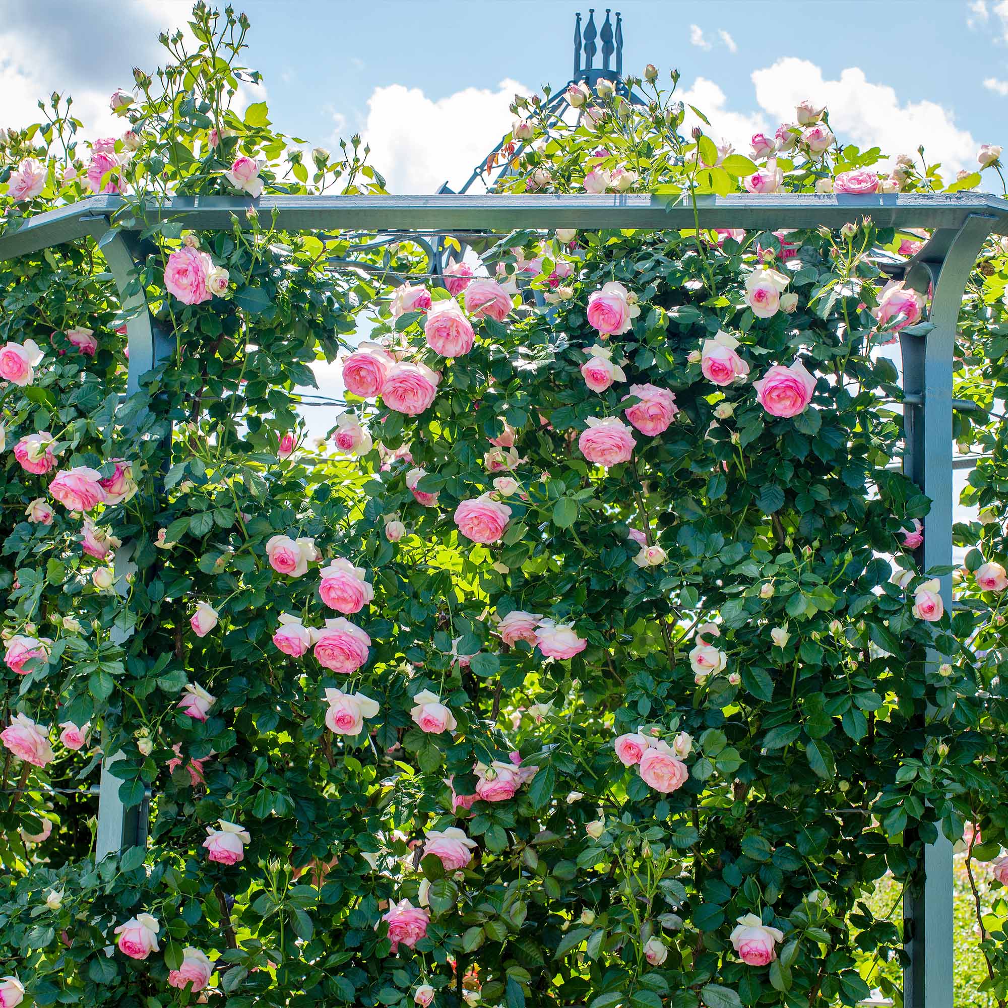 Eden Climber Rose for Sale | Perfect Plants