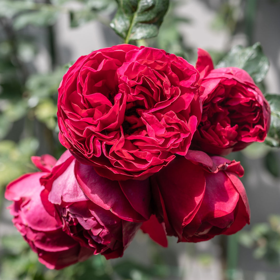 Red Eden Climbing Rose for Sale