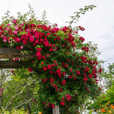 Vines of Red Eden Climbing Roses red flowers on a wooden pergola against a cloudy sky