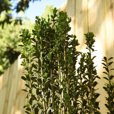 Green sky pencil holly with a blurred wooden fence and trees in the background