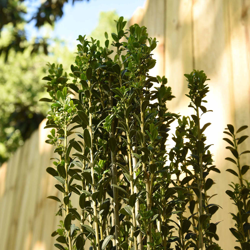 Green sky pencil holly with a blurred wooden fence and trees in the background