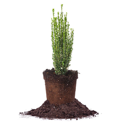 1 gallon sky pencil holly for sale online from perfect plants nursery