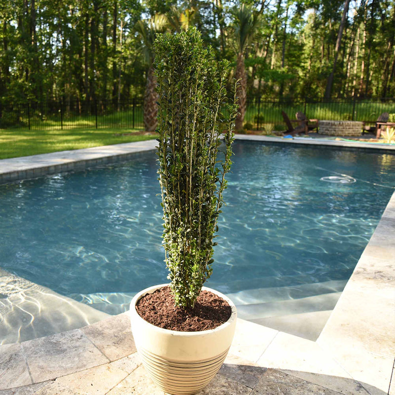 Potted Sky Pencil Holly by a pool with trees in the background