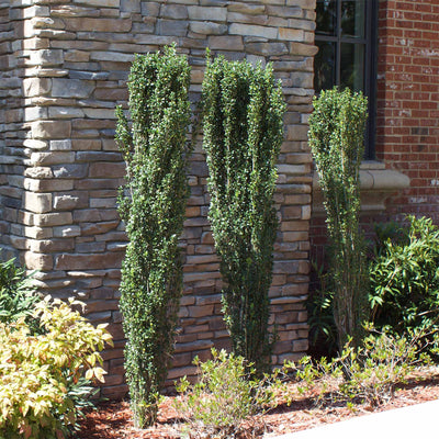 Row of three sky pencil hollies growing along the side of a stone and brick home