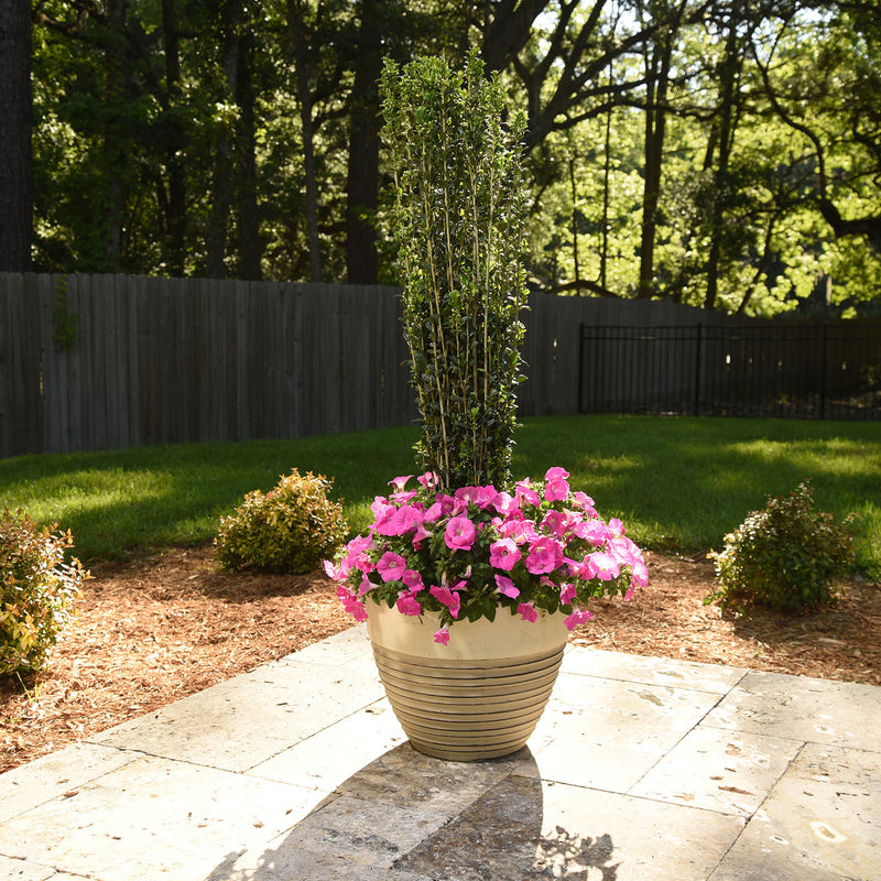 Sky Pencil Holly shrub in a garden setting with a columnar shape and dark green foliage, displayed in a beige pot alongside a pink flowering plant.