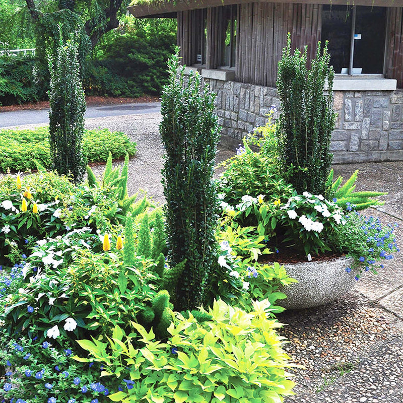 Well-maintained garden with various potted sky pencil hollies and flowers in front of a building.