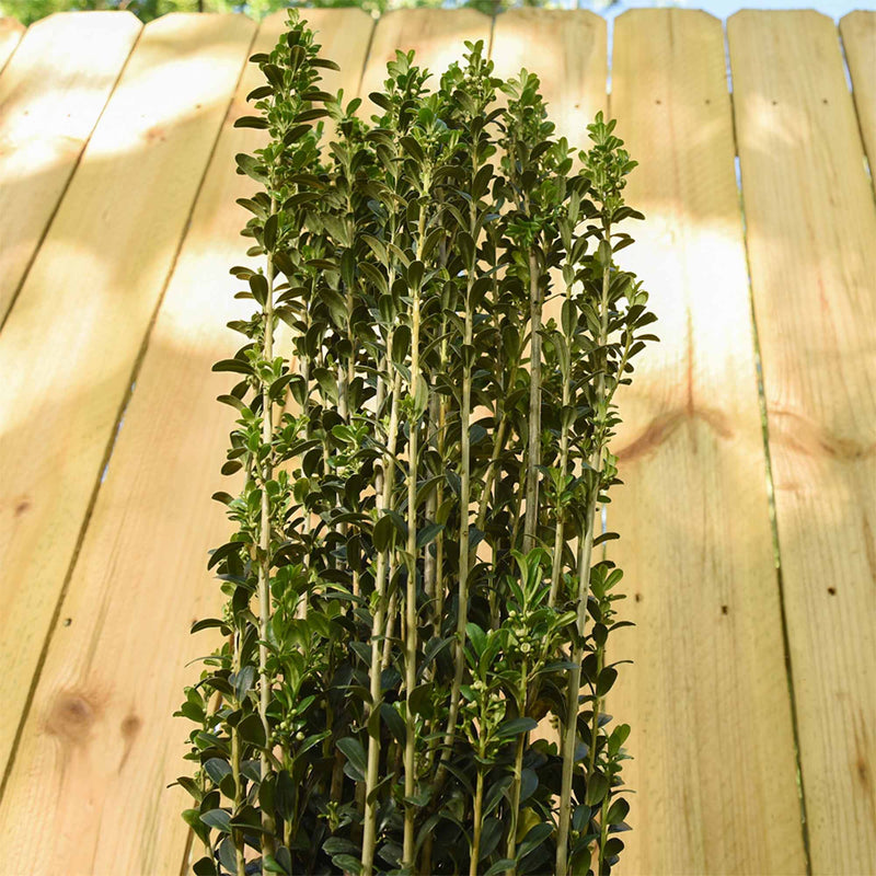 Tall green sky pencil holly against a wooden fence