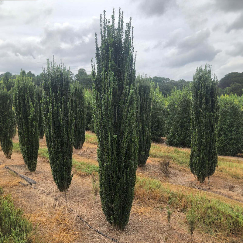 Row of tall, green sky pencil hollies under a cloudy sky