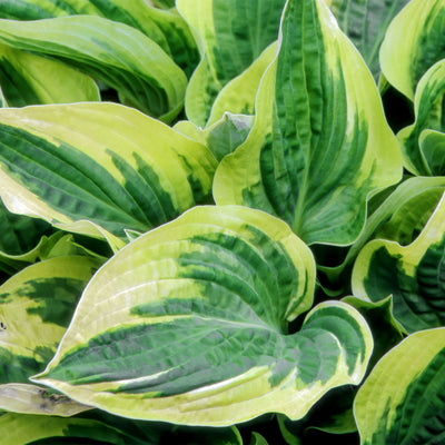 Variegated foliage of the Wide Brim Hosta 