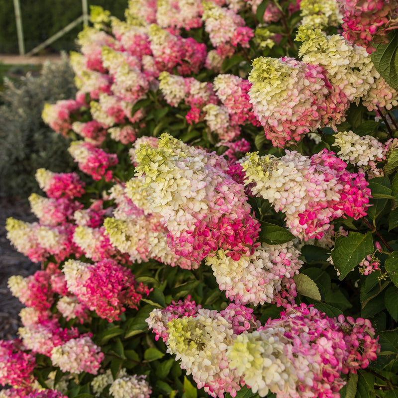 First Editions® Berry White® Panicle Hydrangea Tree