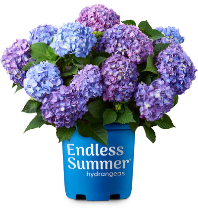 Endless Summer® BloomStruck® Reblooming Hydrangea