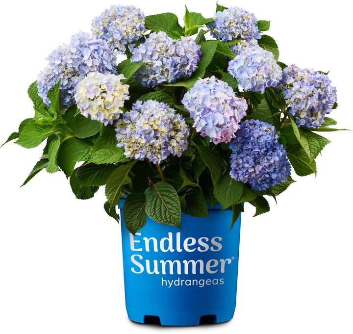 potted hydrangea plants for sale Endless Summer The Original Reblooming Hydrangea - 2-Pack (3 Gallon)