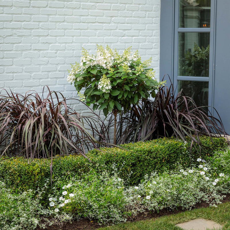 Garden bed with white flowers and green shrubs against a light blue brick wall with a focus on a limelight hydrangea tree as the main centerpiece