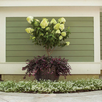 Large limelight hydrangea tree in a landscape container against a home with green wood siding