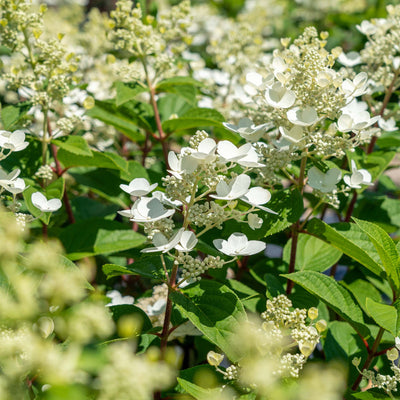 Quick Fire® Hydrangea Tree for Sale | Perfect Plants