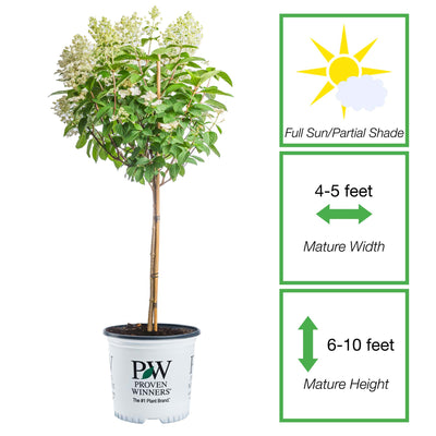 Quick Fire® Hydrangea Tree for Sale | Perfect Plants