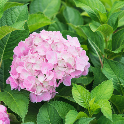 Bloomstruck Hydrangea with pink flowers